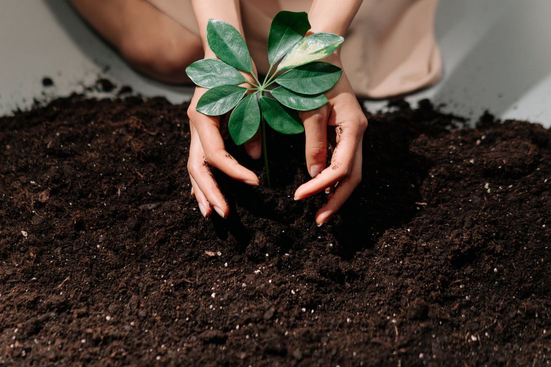 Hands planting a seedling in dark soil