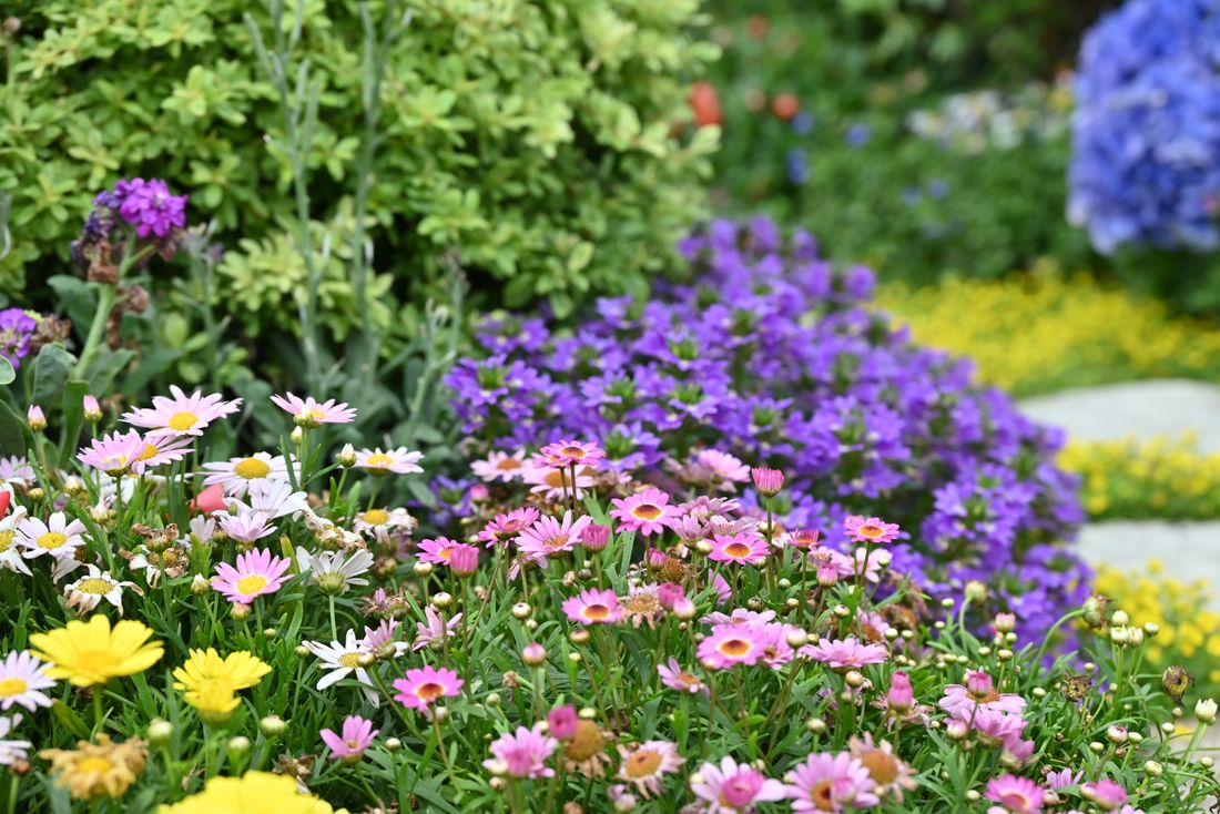 Mixed bed after a spring wake-up