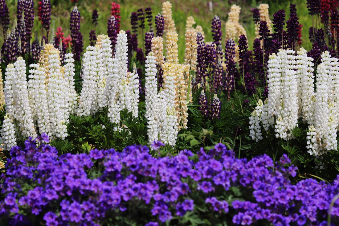 Perennial border in full bloom