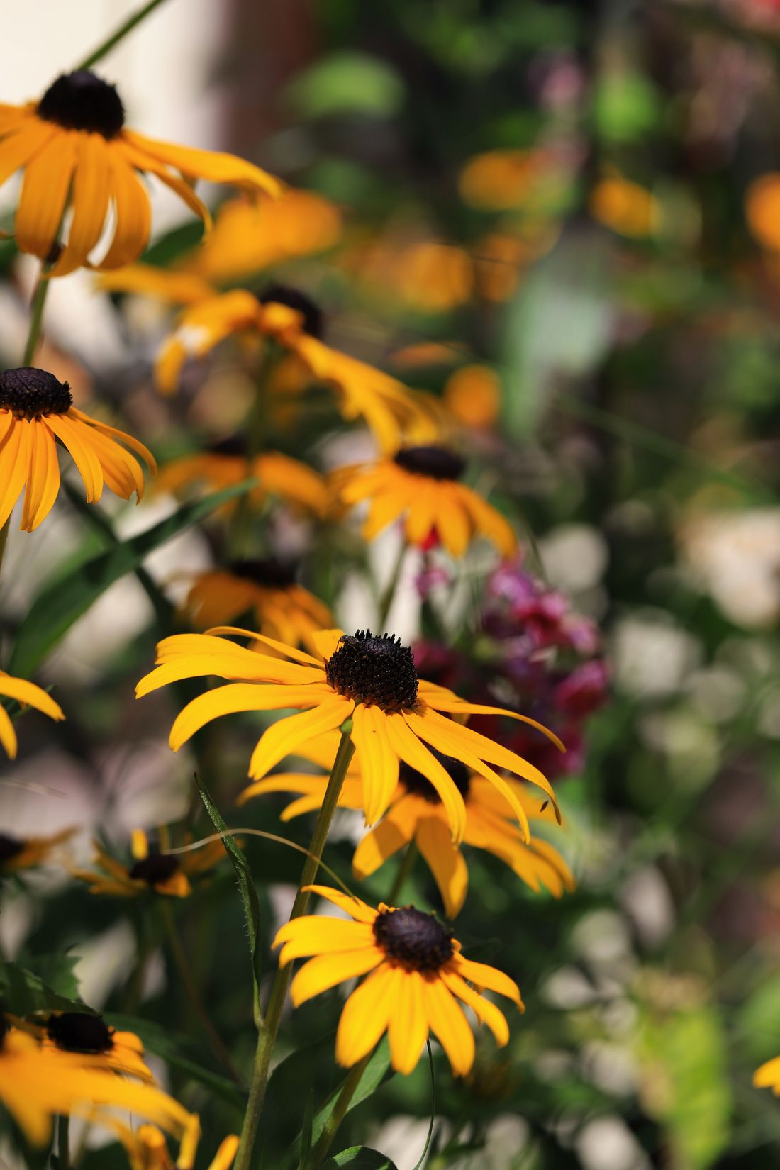 Pollinator planting, mid-summer